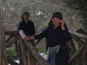 women picking olives